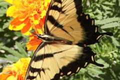 Wildlife-Fyre-Lake-075