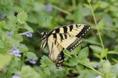 Wildlife-Fyre-Lake-076