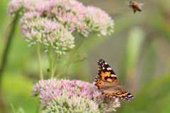 Wildlife-Fyre-Lake-077