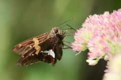 Wildlife-Fyre-Lake-078