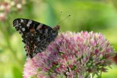 Wildlife-Fyre-Lake-079