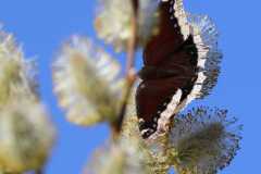 Wildlife-Fyre-Lake-080