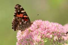 Wildlife-Fyre-Lake-081