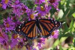 Wildlife-Fyre-Lake-082