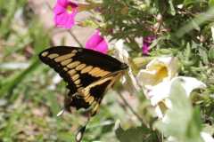 Wildlife-Fyre-Lake-083