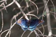 Wildlife-Fyre-Lake-084