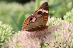 Wildlife-Fyre-Lake-085