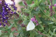 Wildlife-Fyre-Lake-086