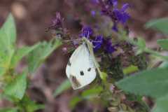 Wildlife-Fyre-Lake-087