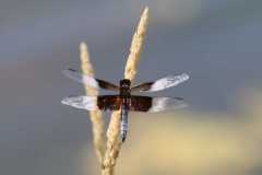 Wildlife-Fyre-Lake-088