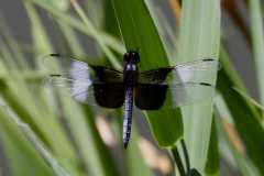 Wildlife-Fyre-Lake-090