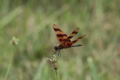 Wildlife-Fyre-Lake-091