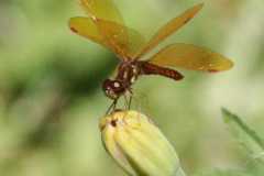 Wildlife-Fyre-Lake-092