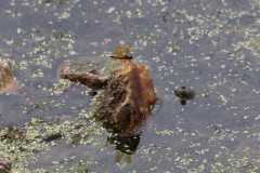 Wildlife-Fyre-Lake-093