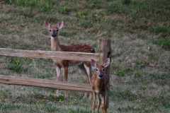 Wildlife-Fyre-Lake-096