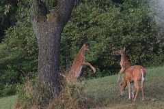 Wildlife-Fyre-Lake-097