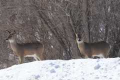 Wildlife-Fyre-Lake-098