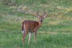Wildlife-Fyre-Lake-099