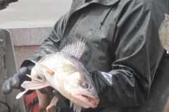 Wildlife-Fyre-Lake-100