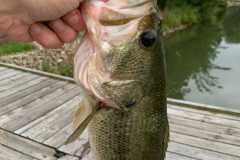 Wildlife-Fyre-Lake-101