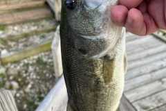 Wildlife-Fyre-Lake-102