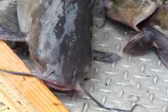 Wildlife-Fyre-Lake-104