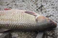 Wildlife-Fyre-Lake-106