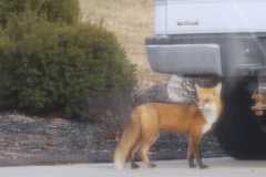 Wildlife-Fyre-Lake-107