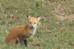 Wildlife-Fyre-Lake-108