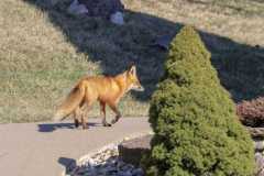Wildlife-Fyre-Lake-109