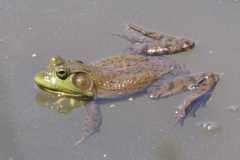 Wildlife-Fyre-Lake-110