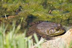 Wildlife-Fyre-Lake-111