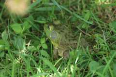 Wildlife-Fyre-Lake-112