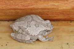 Wildlife-Fyre-Lake-113