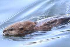 Wildlife-Fyre-Lake-114