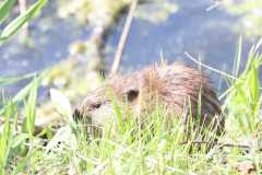 Wildlife-Fyre-Lake-115