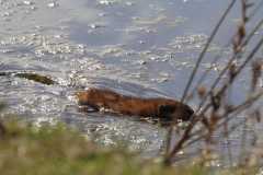 Wildlife-Fyre-Lake-116