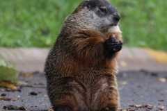 Wildlife-Fyre-Lake-117