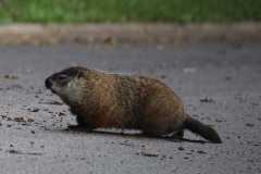 Wildlife-Fyre-Lake-118