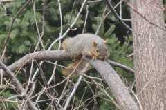 Wildlife-Fyre-Lake-119