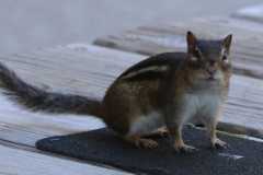 Wildlife-Fyre-Lake-120