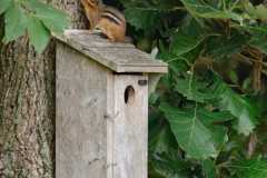 Wildlife-Fyre-Lake-121