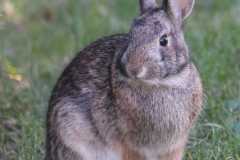 Wildlife-Fyre-Lake-122