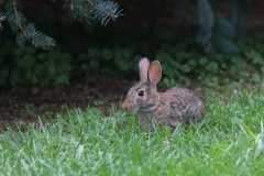 Wildlife-Fyre-Lake-123