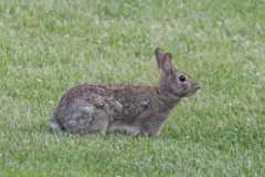 Wildlife-Fyre-Lake-124