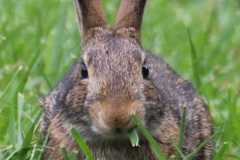 Wildlife-Fyre-Lake-125