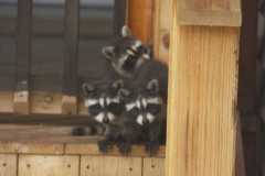 Wildlife-Fyre-Lake-126