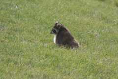 Wildlife-Fyre-Lake-127