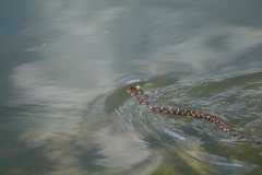 Wildlife-Fyre-Lake-128