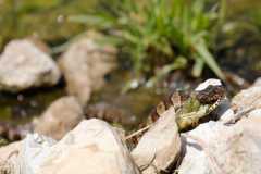 Wildlife-Fyre-Lake-129